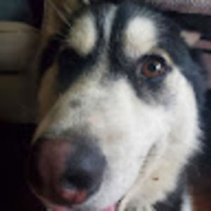 Meet your Posher, Lolly